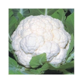 Cauliflower Desi Seeds Phool Gobhee Phool Gobhi Vegetables 100 Seeds (Nod)