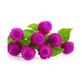 Gomphrena purple seeds Flower 20 Seeds