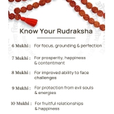 Rudraksha Pooja Mala