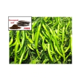 hybrid Green Chilli Seeds | Pack of 50 seeds + cocopeat soil free