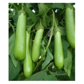 SHOP 360 GARDEN Brinjal Hybrid Green Long Seeds (Pack of 300 Seeds)