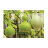 Bottle gourd round pack of 15seeds