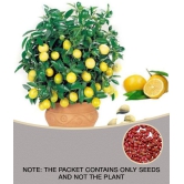 Lemon Tree Seeds Fruit Seed Home Garden Indoor Outdoor Dwarf Plant 10 Seeds