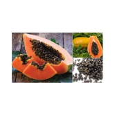 shivam organic seeds PAPAYA SEED - Honey Dew Papaya - organic seeds - (50 per packet)