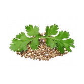 R-DRoz Coriander (Dhaniya) Quality Seeds - Pack of 100 Premium Seeds