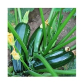 High Yielding Hybrid Green Long Squash ZUCCHINI 10 Seeds