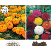 homeagro -Marigold & Dahlia Flower Seeds ( Pack of 2 - 30 Seeds each )