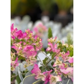 Bougainvillea Flowers Plant For Home Garden