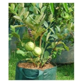 African Giant  Guava Seeds 100 seeds