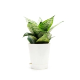 NSC Snake Plant