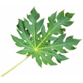 Ayurveda natural herbal : Papaya leaves