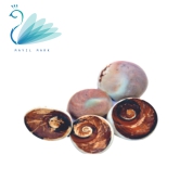 Gomati chakra shells-Small / 5-Pieces