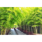 homeagro - Bamboo Plant ( 20 Seeds )