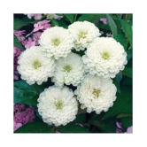 homeagro- Zinnia Flower Seeds (Pack of 30)