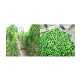 homeagro - Kantola Vegetable ( 20 Seeds )