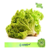 Vegetable Seeds Lettuce Seeds For Gardening Seeds - Lettuce Green â??Seeds SeedsÂ Organic Home Garden Seeds