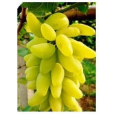 OhhSome Fruit Seeds Golden Green Sweet Grape Professional Organic Seed Fruit Plant Seeds For House Kitchen Garden Fruit Seeds Pack