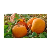 pumpkin Seeds Best Quality Seeds Big Type For Home Garden