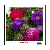 Color mix aster flower 100 seeds pack with free Free cocopeat and user manual for your garden