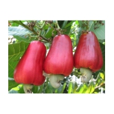 Golden Hills Farm Cashew Nut Kaju Tree Seeds (Multicolour) 5 seeds