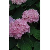 Hybrid Hydrangea Plant For Gardening