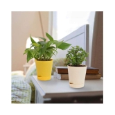 Ugaoo Good Luck Indoor Plants For Home With Pot - Jade Plant & Money Plant Variegated