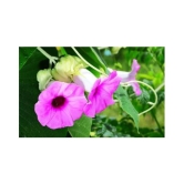 SHOP 360 GARDEN Rare Argyreia Speciosa, Vridhadaru, Vidhara, Vruddhadaru, Woolly Morning Glory, Elephant Creeper Ayurvedic Herbal Plant Seeds For Growing - Pack of 20 Seeds