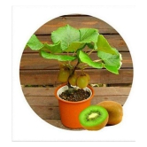 Kiwi Fruit Seeds Mini Kiwi Fruit Seed Flower Dwarf Plants For Home Garden 20 seeds