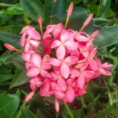 Chinese Ixora Flower Plant (Pink)