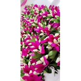 Padmavathi Enterprises - Purple Lily Artificial Garland ( Pack of 4 )