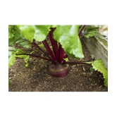 Beetroot 50 seeds high germination seeds with instruction manual