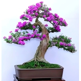 Pink Bluebell Bonsai plant