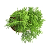 UGAOO Thuja Natural Live Indoor Plant with Pot