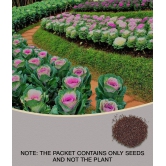 GARDEN ORNAMENTAL CABBAGE KALE FLOWER SEEDS - PACK OF 30 SEEDS