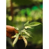 Philodendron Florida Beauty