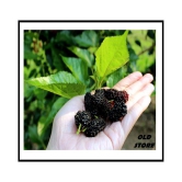 OLD STORE SAHTOOT BERRY FRUIT 100 SEEDS WITH FREE COCOPEAT COMBO PACK  FOR GARDENING PURPOSE WITH USER MANUAL