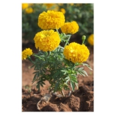 African Marigold Flower Seeds