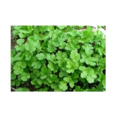 R-DRoz Coriander (Dhaniya) Quality Seeds - Pack of 100 Premium Seeds