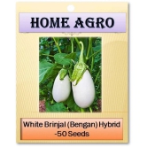 HN organic seed - Vegetable Seeds ( 50 )