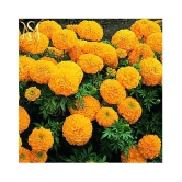 MS. Marigold Seeds MIX 30 seeds