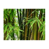 MALE BAMBOO SEEDS (CALCUTTA BAMBOO, SOLID BAMBOO) For Home Garden, Live Fencing, Natural Shadow, Prevent Air Pollution (Plant Seed Pack) 50 seeds