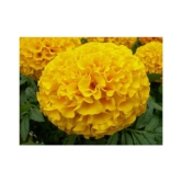 KANISHQ SEEDS YELLOW MARIGOLD FLOWER SEEDS-50 SEEDS