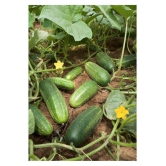 Cucumber Seeds by Jubilant