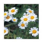 Chrysanthemum Opera White Mix German Breed 30+ Seeds