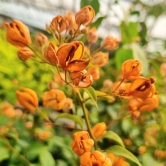 Yellow Tanglong Grafted Bougainvillea flower plant