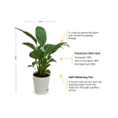 NSC Peace Lily Plant