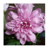 chrysantemum guldawadi pink 30 seeds pack with free cocopeat and user manual for home gardening use