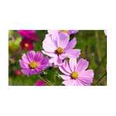 homeagro - Cosmos Mixed Flower ( 20 Seeds )