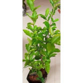 Barbados Cherry  Plant For Gardening