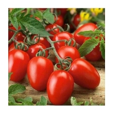 Tomato Vegetables Seeds - Pack of 50 Hybrid Seeds